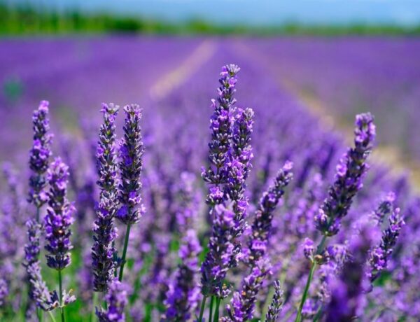 El Aceite de Lavanda y sus Increíbles Propiedades