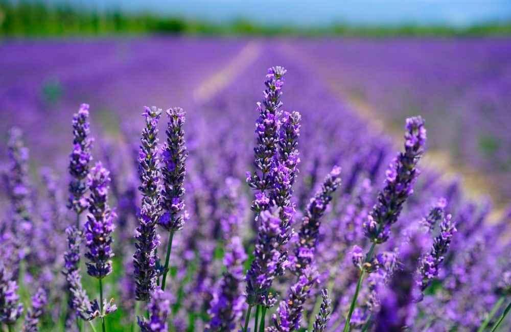 El Aceite de Lavanda y sus Increíbles Propiedades