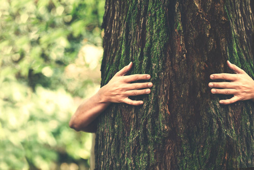 Contacto con la naturaleza para tu recuperación, reconexión y sanación